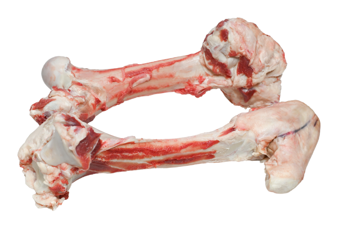 Leg Bone